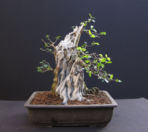 Large Privet Bonsai 